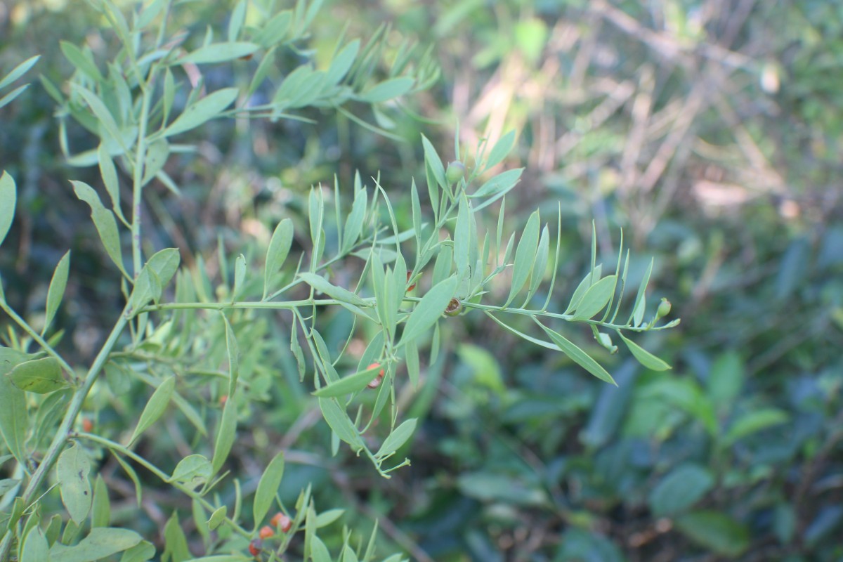 Osyris lanceolata Hochst. & Steud.